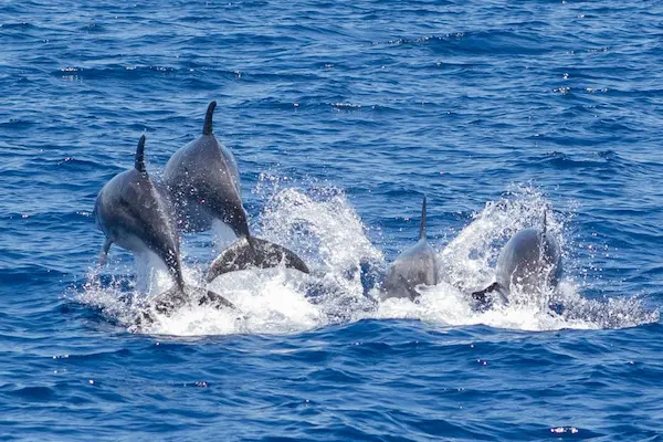 excursión en kayak en tenerife sur